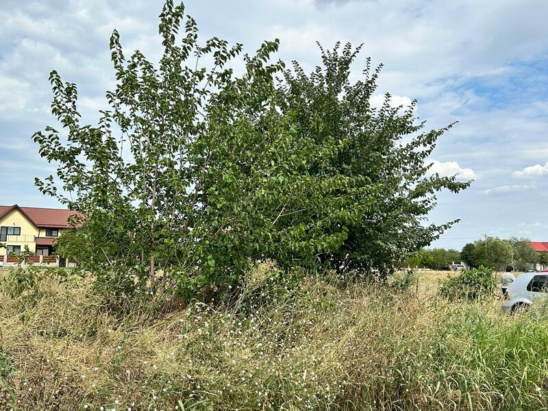 Domnesti ideal casa/ investitie.